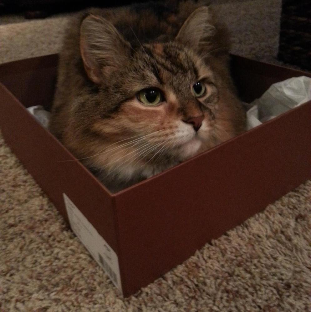 Meet your Posher, Molly